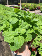 Load image into Gallery viewer, Apple Mint (Mentha suaveolens) - 1 gallon