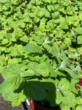 Load image into Gallery viewer, Apple Mint (Mentha suaveolens) - 1 gallon