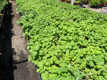 Load image into Gallery viewer, Apple Mint (Mentha suaveolens) - 1 gallon
