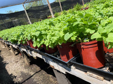 Load image into Gallery viewer, Apple Mint (Mentha suaveolens) - 1 gallon