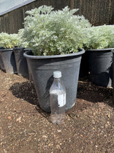 Load image into Gallery viewer, Silvermound (Artemisia Schmidtiana)