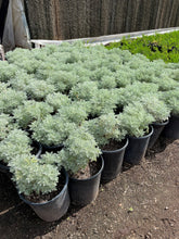 Load image into Gallery viewer, Silvermound (Artemisia Schmidtiana)