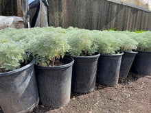 Load image into Gallery viewer, Silvermound (Artemisia Schmidtiana)