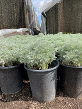 Load image into Gallery viewer, Silvermound (Artemisia Schmidtiana)