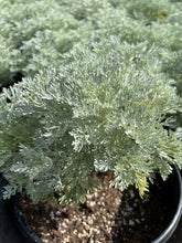 Load image into Gallery viewer, Silvermound (Artemisia Schmidtiana)