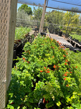 Load image into Gallery viewer, Cape Honeysuckle (Tecomaria capensis) - 1 gallon