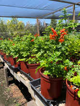 Load image into Gallery viewer, Cape Honeysuckle (Tecomaria capensis) - 1 gallon