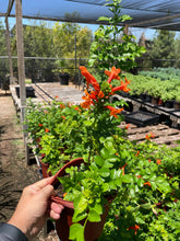 Load image into Gallery viewer, Cape Honeysuckle (Tecomaria capensis) - 1 gallon