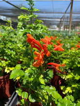 Load image into Gallery viewer, Cape Honeysuckle (Tecomaria capensis) - 1 gallon
