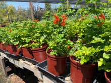 Load image into Gallery viewer, Cape Honeysuckle (Tecomaria capensis) - 1 gallon