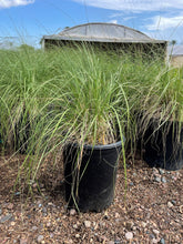 Load image into Gallery viewer, Deer Grass (Muhlenbergia rigens) - 5 Gallon