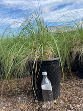 Load image into Gallery viewer, Deer Grass (Muhlenbergia rigens) - 5 Gallon