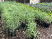 Load image into Gallery viewer, Deer Grass (Muhlenbergia rigens) - 5 Gallon