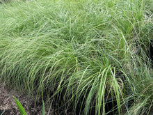 Load image into Gallery viewer, Deer Grass (Muhlenbergia rigens) - 5 Gallon