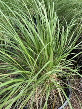 Load image into Gallery viewer, Deer Grass (Muhlenbergia rigens) - 5 Gallon