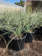 Load image into Gallery viewer, Desert spoon (Dasylirion wheeleri) - 5 gallon