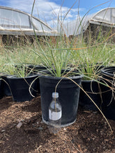 Load image into Gallery viewer, Desert spoon (Dasylirion wheeleri) - 5 gallon