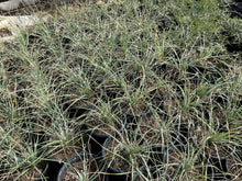 Load image into Gallery viewer, Desert spoon (Dasylirion wheeleri) - 5 gallon