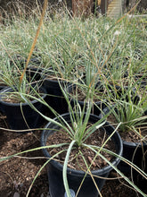 Load image into Gallery viewer, Desert spoon (Dasylirion wheeleri) - 5 gallon