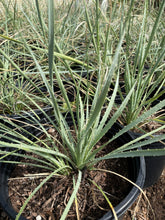 Load image into Gallery viewer, Desert spoon (Dasylirion wheeleri) - 5 gallon