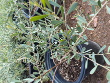 Load image into Gallery viewer, Freeway Acacia (Acacia Redolens) -5 gallon