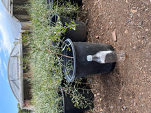 Load image into Gallery viewer, Freeway Acacia (Acacia Redolens) -5 gallon