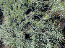 Load image into Gallery viewer, Freeway Acacia (Acacia Redolens) -5 gallon