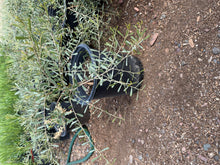 Load image into Gallery viewer, Freeway Acacia (Acacia Redolens) -5 gallon