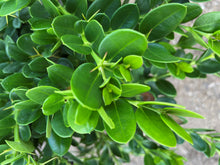 Load image into Gallery viewer, Green Carpet (Herniaria Glabra) - 5 Gallon