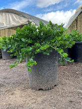 Load image into Gallery viewer, Green Carpet (Herniaria Glabra) - 5 Gallon