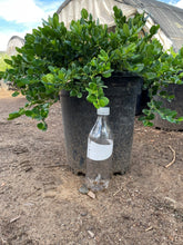 Load image into Gallery viewer, Green Carpet (Herniaria Glabra) - 5 Gallon