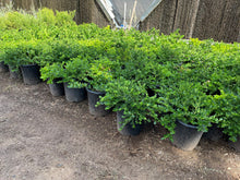 Load image into Gallery viewer, Green Carpet (Herniaria Glabra) - 5 Gallon