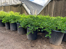 Load image into Gallery viewer, Green Carpet (Herniaria Glabra) - 5 Gallon