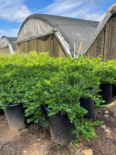 Load image into Gallery viewer, Green Carpet (Herniaria Glabra) - 5 Gallon