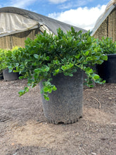 Load image into Gallery viewer, Green Carpet (Herniaria Glabra) - 5 Gallon