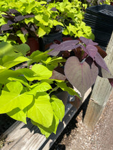 Load image into Gallery viewer, Sweet Potato Vine (Ipomoea batatas) - 1 gallon