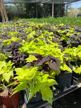 Load image into Gallery viewer, Sweet Potato Vine (Ipomoea batatas) - 1 gallon