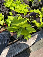 Load image into Gallery viewer, Sweet Potato Vine (Ipomoea batatas) - 1 gallon