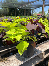 Load image into Gallery viewer, Sweet Potato Vine (Ipomoea batatas) - 1 gallon