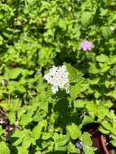 Load image into Gallery viewer, Lantana white- (1 gallon)