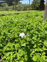 Load image into Gallery viewer, Lantana white- (1 gallon)