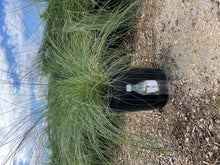 Load image into Gallery viewer, Regal Mist (Muhlenbergia Capillaris) - 5 gallon