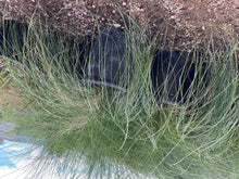 Load image into Gallery viewer, Regal Mist (Muhlenbergia Capillaris) - 5 gallon