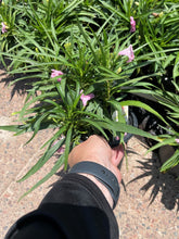 Load image into Gallery viewer, Ruellia Katie Pink (Ruellia brittoniana 'Katie Pink') -1 gallon