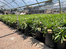 Load image into Gallery viewer, Ruellia Katie Pink (Ruellia brittoniana 'Katie Pink') -1 gallon