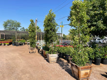 Load image into Gallery viewer, Tall Indian Laurel Coulmns, 'Ficus nitida' "Hollywood hedge" - 24 box