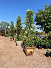 Load image into Gallery viewer, Tall Indian Laurel Coulmns, 'Ficus nitida' "Hollywood hedge" - 24 box