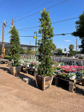 Load image into Gallery viewer, Tall Indian Laurel Coulmns, 'Ficus nitida' "Hollywood hedge" - 24 box