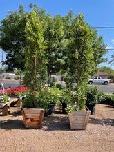 Load image into Gallery viewer, Tall Indian Laurel Coulmns, 'Ficus nitida' "Hollywood hedge" - 24 box