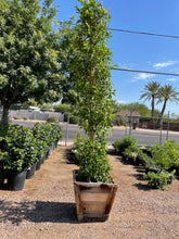 Load image into Gallery viewer, Tall Indian Laurel Coulmns, 'Ficus nitida' "Hollywood hedge" - 24 box